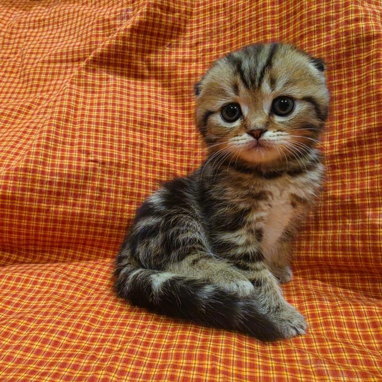 Tigr photo 7