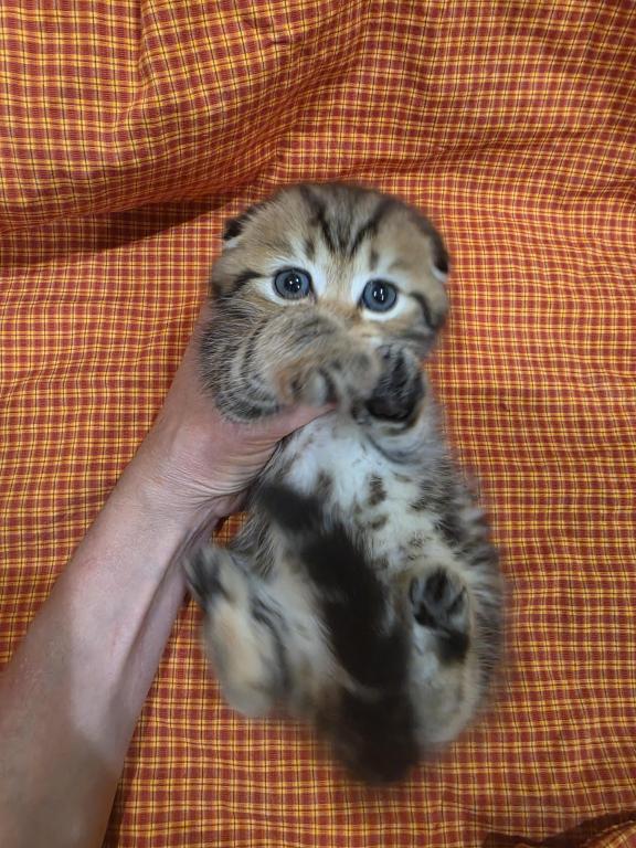 Tigr photo 1