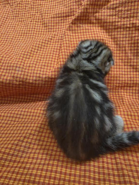Tigr photo 5