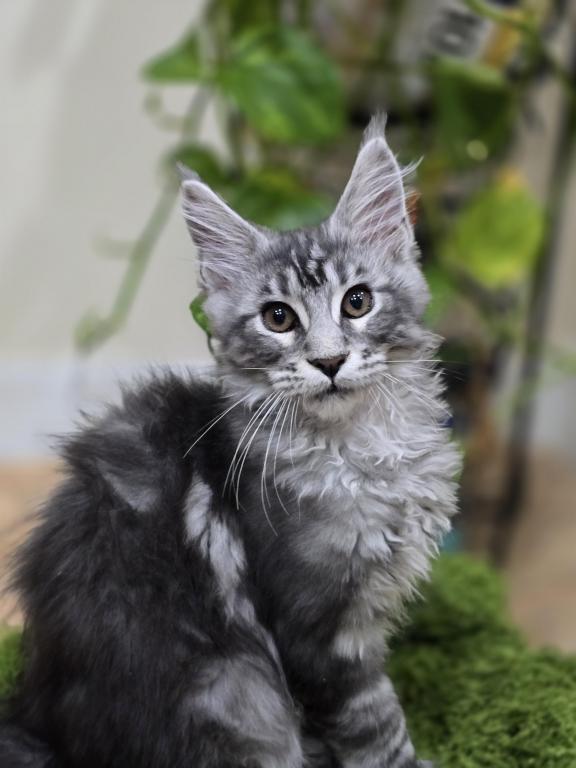Maine Coon  Male photo 2