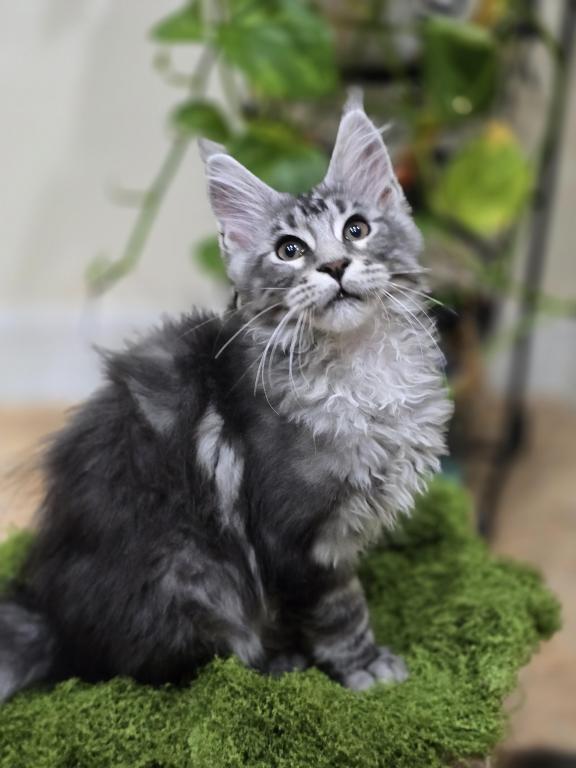 Maine Coon  Male photo 1