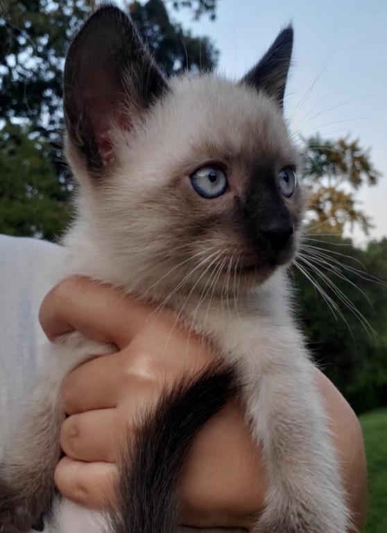 Adorable Siamese Kitty photo 2