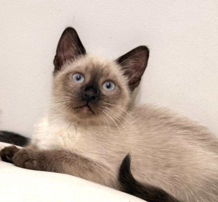 Adorable Siamese Kitty photo 1
