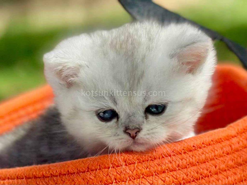 Batman Munchkin  Baby Boy Silver Shaded Short Leg photo 27