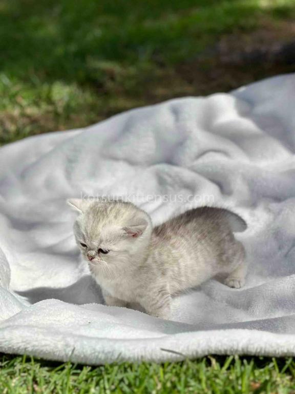 Batman Munchkin  Baby Boy Silver Shaded Short Leg photo 21