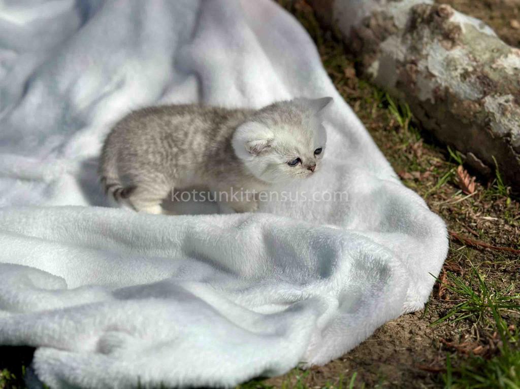 Batman Munchkin  Baby Boy Silver Shaded Short Leg photo 15