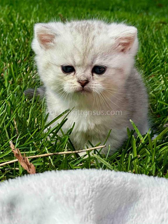 Batman Munchkin  Baby Boy Silver Shaded Short Leg photo 12