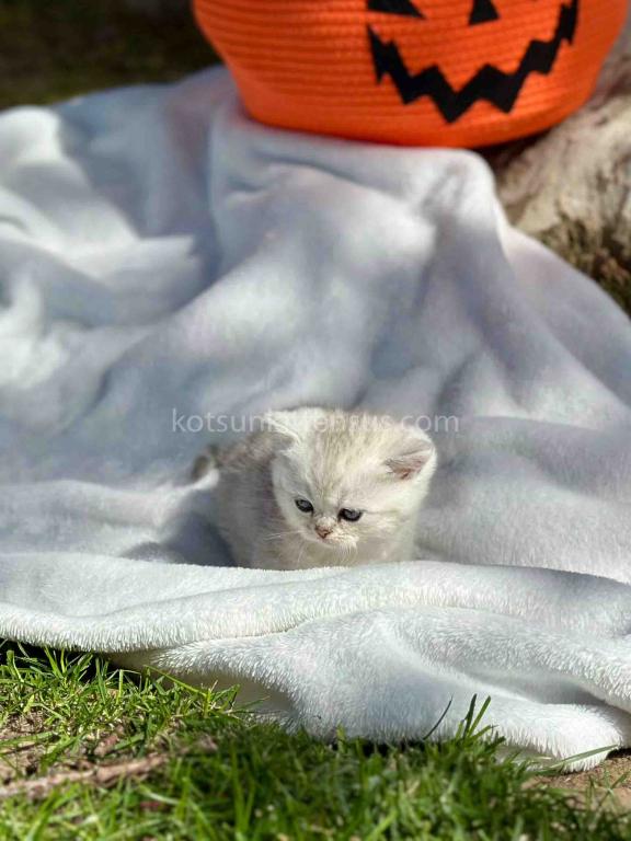 Batman Munchkin  Baby Boy Silver Shaded Short Leg photo 19