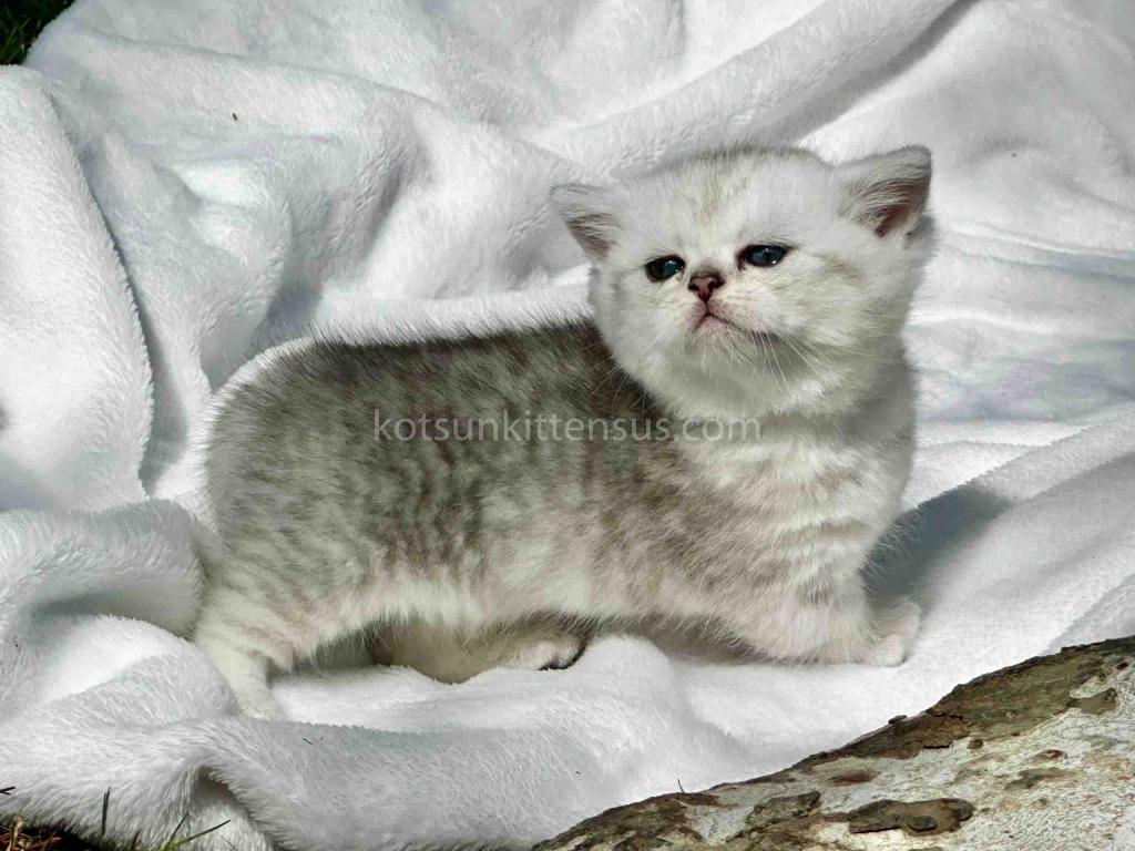 Batman Munchkin  Baby Boy Silver Shaded Short Leg photo 13