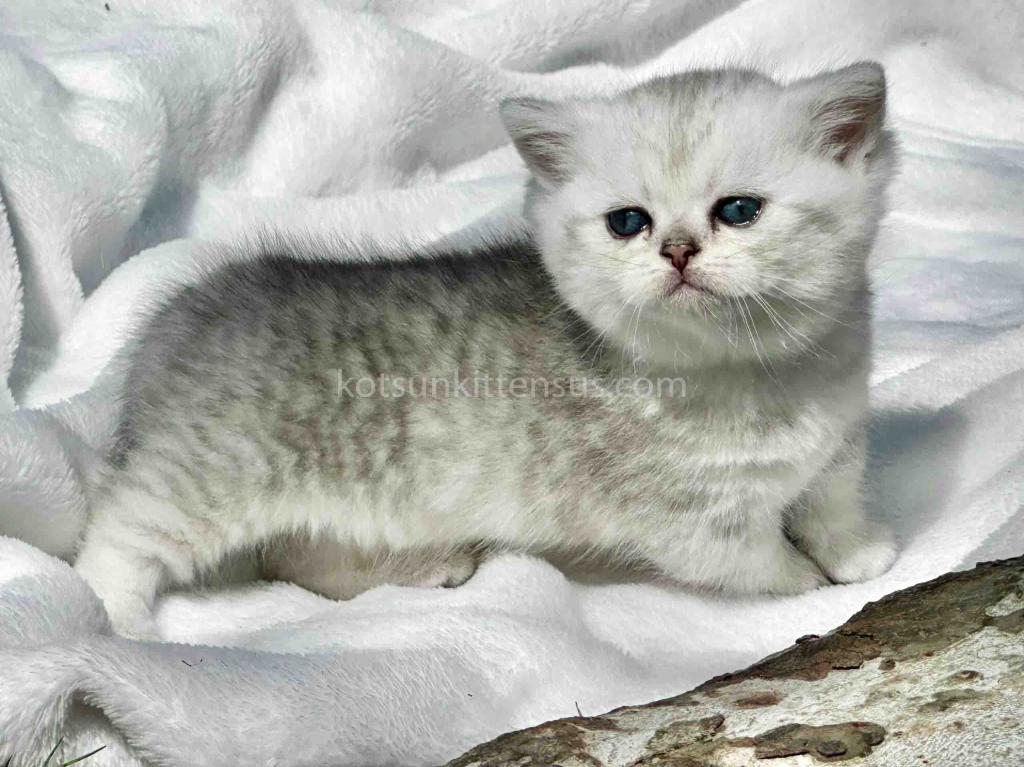 Batman Munchkin  Baby Boy Silver Shaded Short Leg photo 1