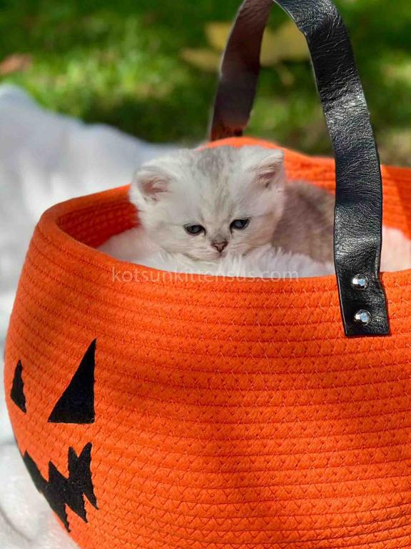 Batman Munchkin  Baby Boy Silver Shaded Short Leg photo 24