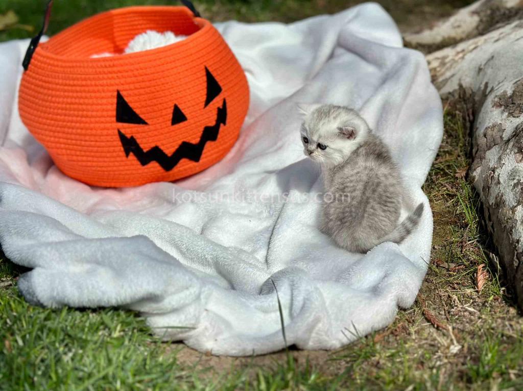 Batman Munchkin  Baby Boy Silver Shaded Short Leg photo 10