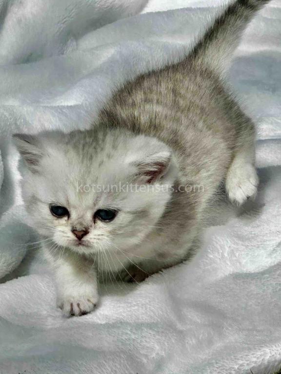 Batman Munchkin  Baby Boy Silver Shaded Short Leg photo 17