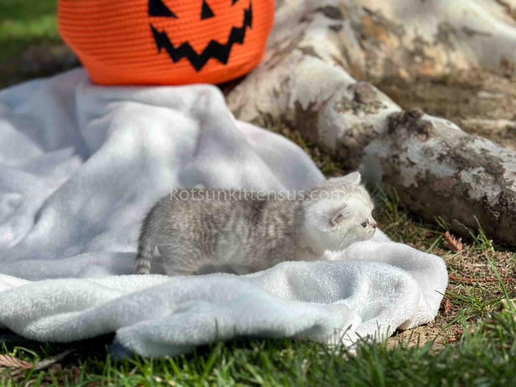 Batman Munchkin  Baby Boy Silver Shaded Short Leg photo 14