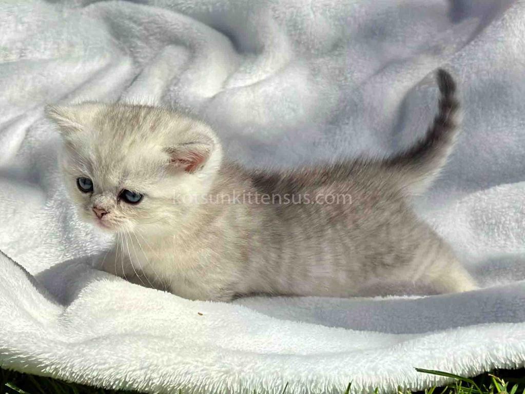 Batman Munchkin  Baby Boy Silver Shaded Short Leg photo 23