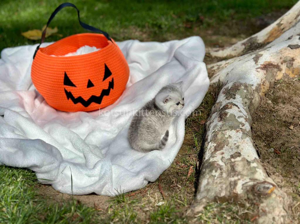 Batman Munchkin  Baby Boy Silver Shaded Short Leg photo 11