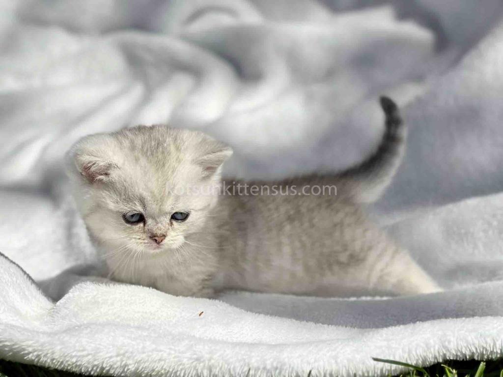 Batman Munchkin  Baby Boy Silver Shaded Short Leg photo 20