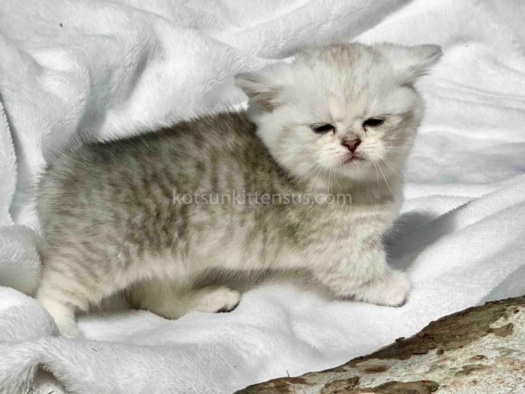 Batman Munchkin  Baby Boy Silver Shaded Short Leg photo 16