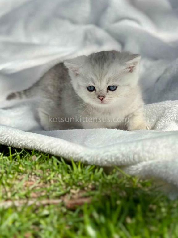Batman Munchkin  Baby Boy Silver Shaded Short Leg photo 22