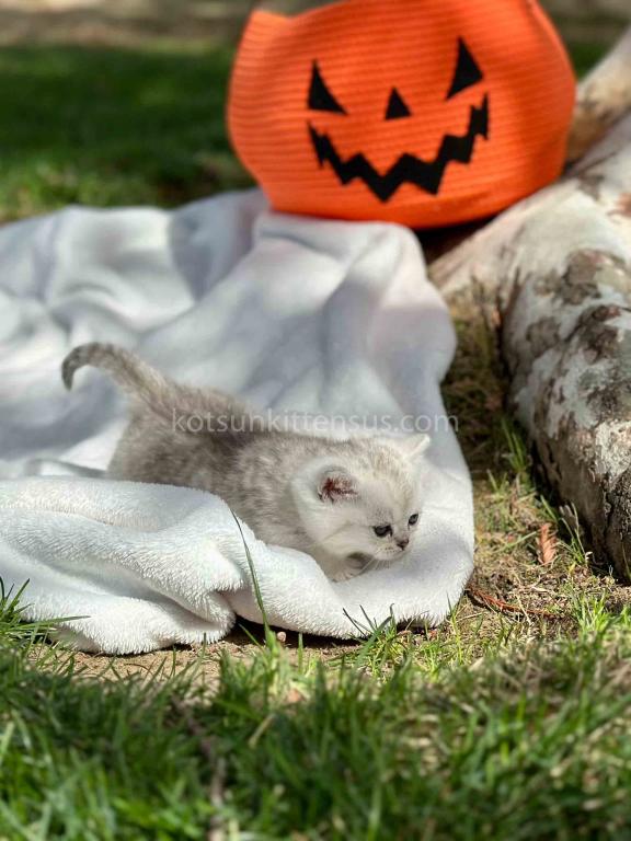 Batman Munchkin  Baby Boy Silver Shaded Short Leg photo 18