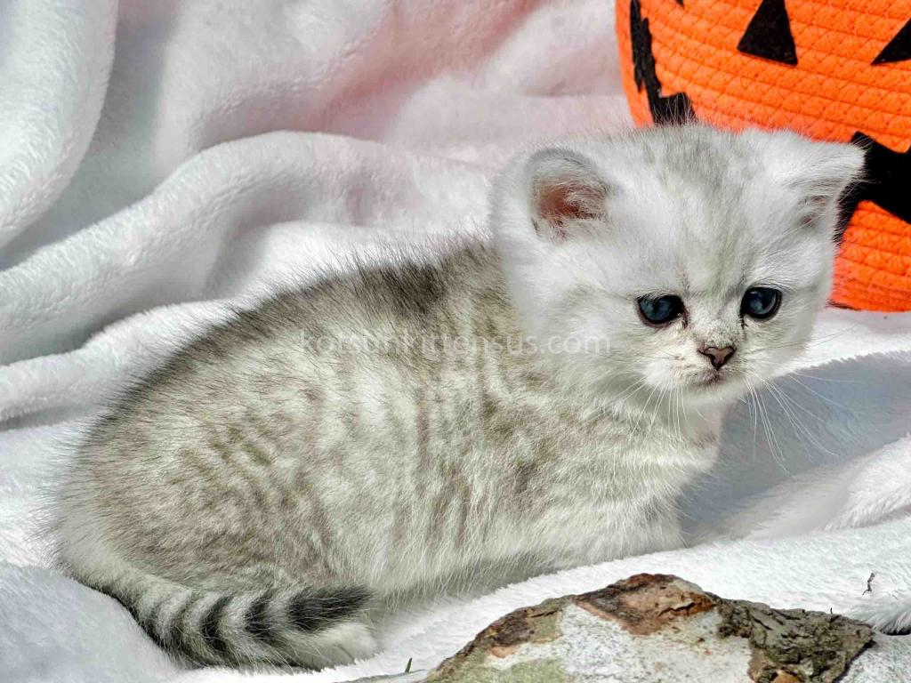 Batman Munchkin  Baby Boy Silver Shaded Short Leg photo 9