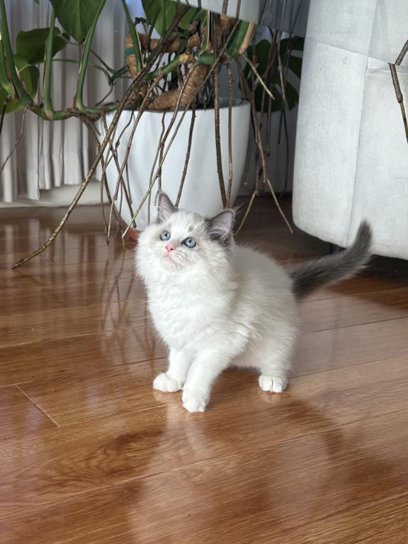 Big Ragdoll Boy Kitten photo 2