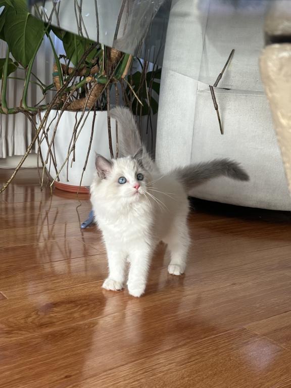 Big Ragdoll Boy Kitten photo 1