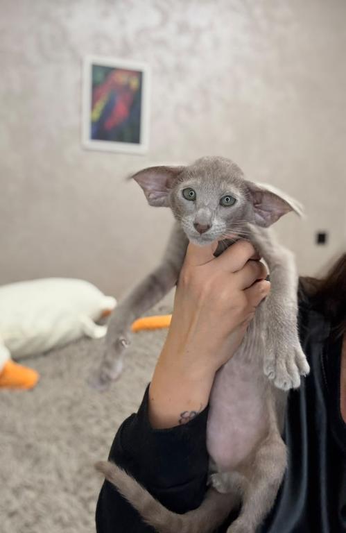 Oriental Shorthair Lilac photo 1