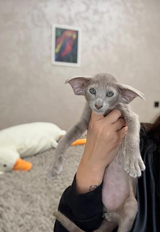 Oriental Shorthair Lilac photo 3