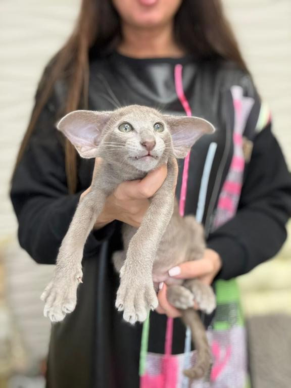 Oriental Shorthair Lilac photo 4