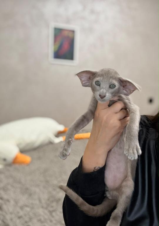 Oriental Shorthair Lilac photo 2