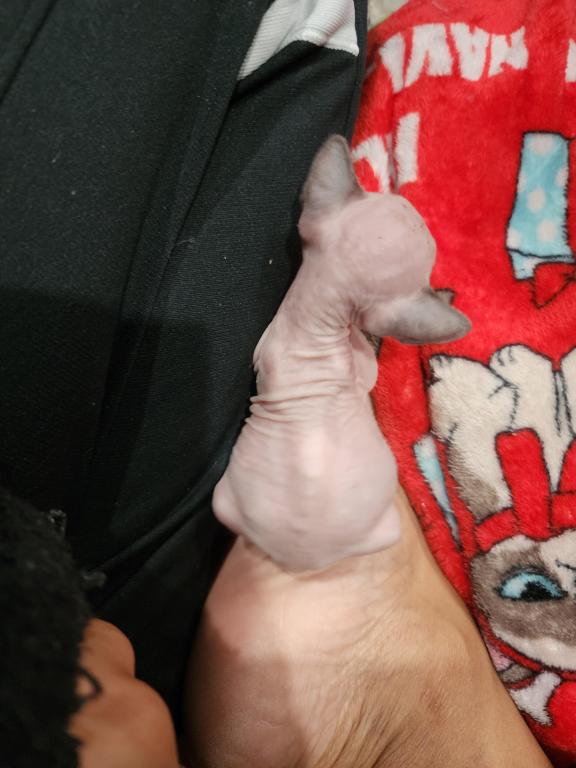 Sphynx photo 2