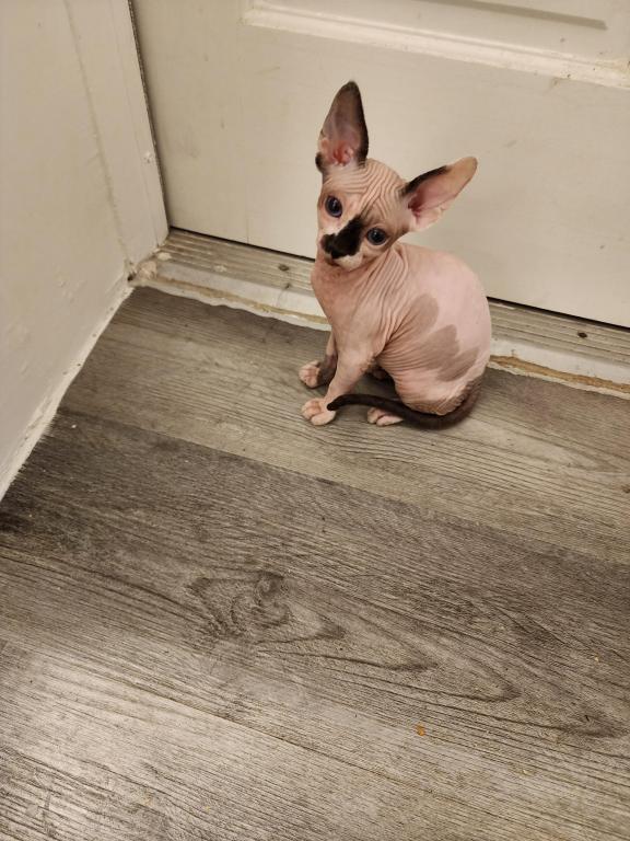 Sphynx