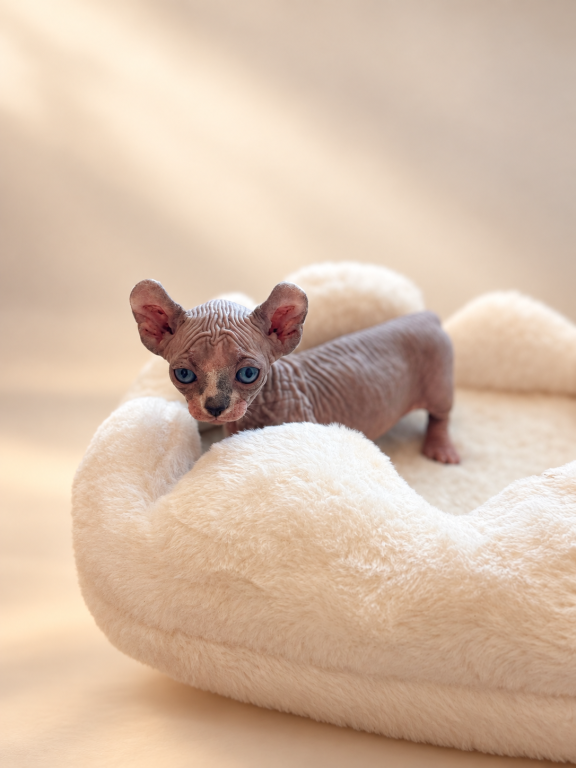 Mochi Dwelf photo 6