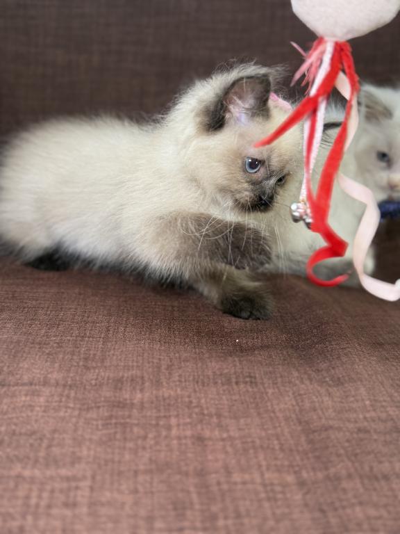 Ragdoll photo 2