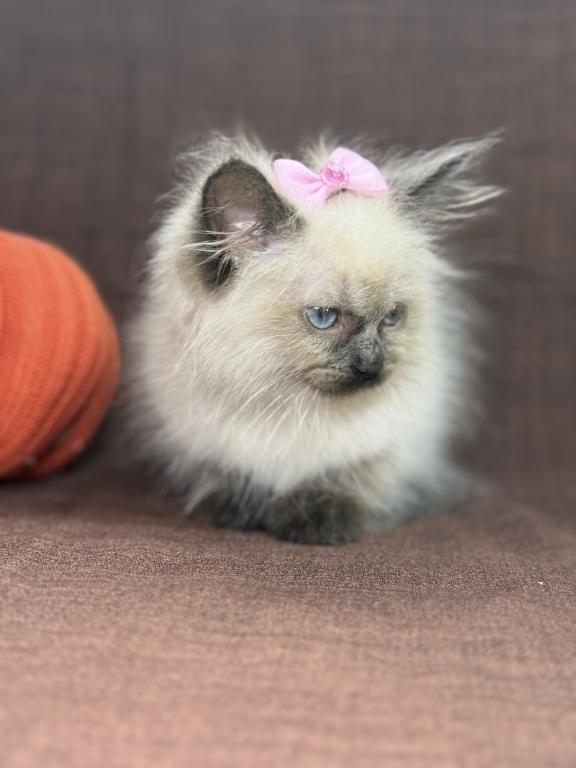 Ragdoll photo 4