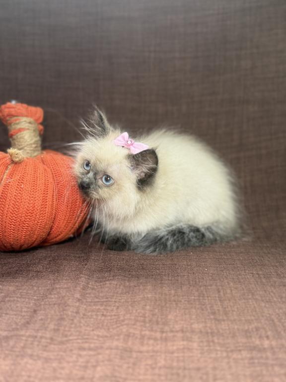 Ragdoll photo 5