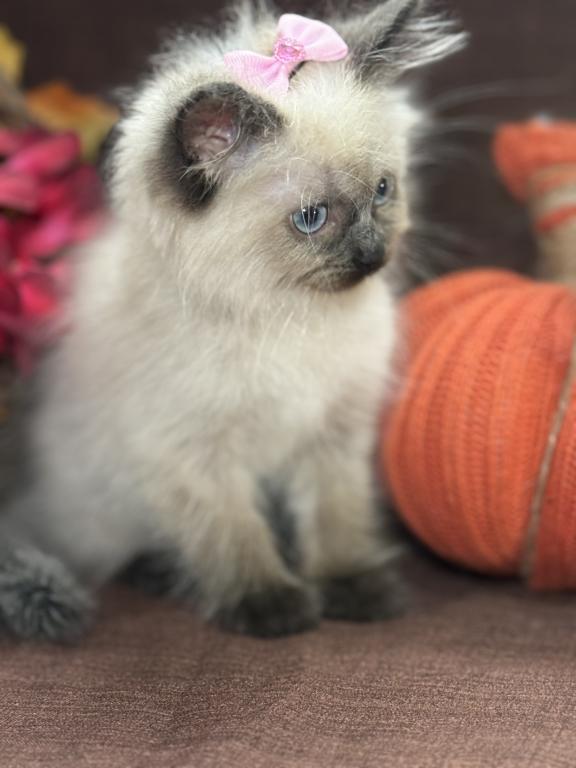 Ragdoll photo 6