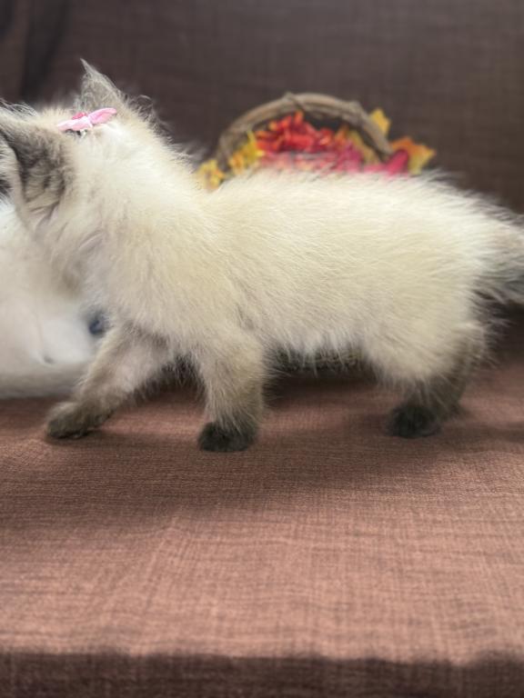 Ragdoll photo 7