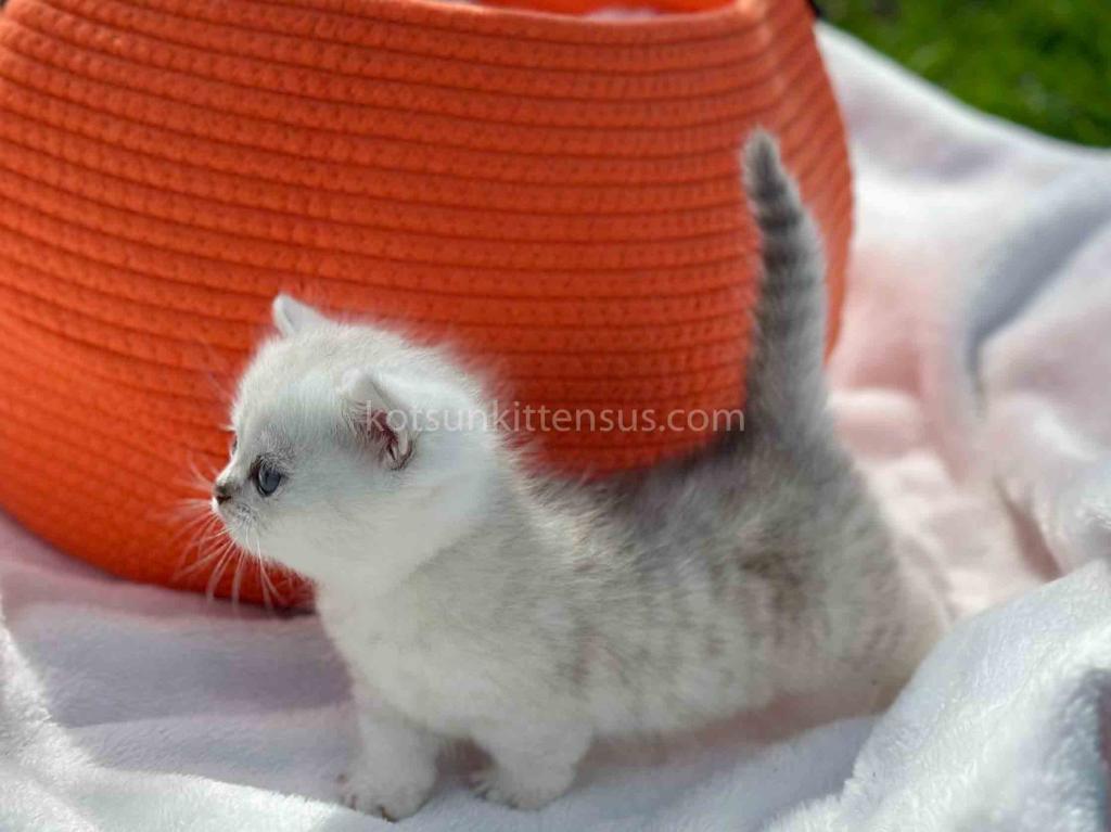 Boo Munchkin Silver Shaded Baby Boy With Short Leg photo 10