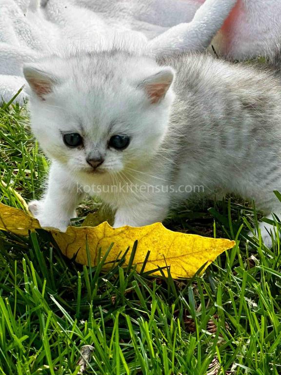 Boo Munchkin Silver Shaded Baby Boy With Short Leg photo 20
