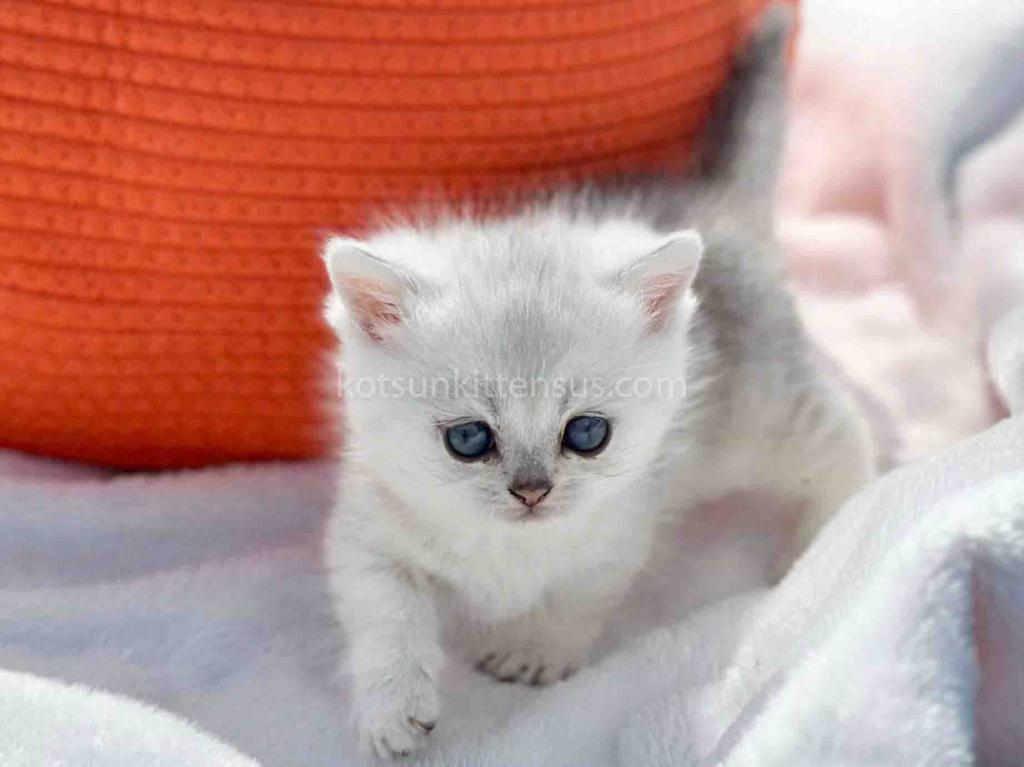 Boo Munchkin Silver Shaded Baby Boy With Short Leg photo 24