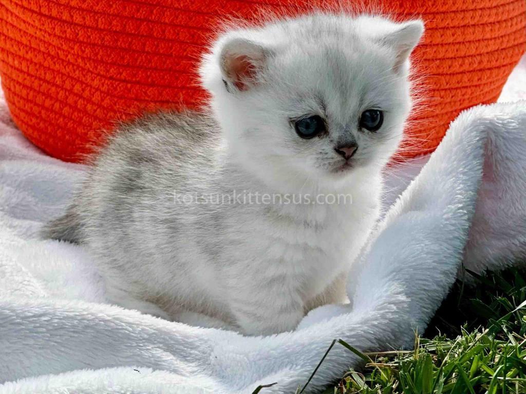Boo Munchkin Silver Shaded Baby Boy With Short Leg photo 11