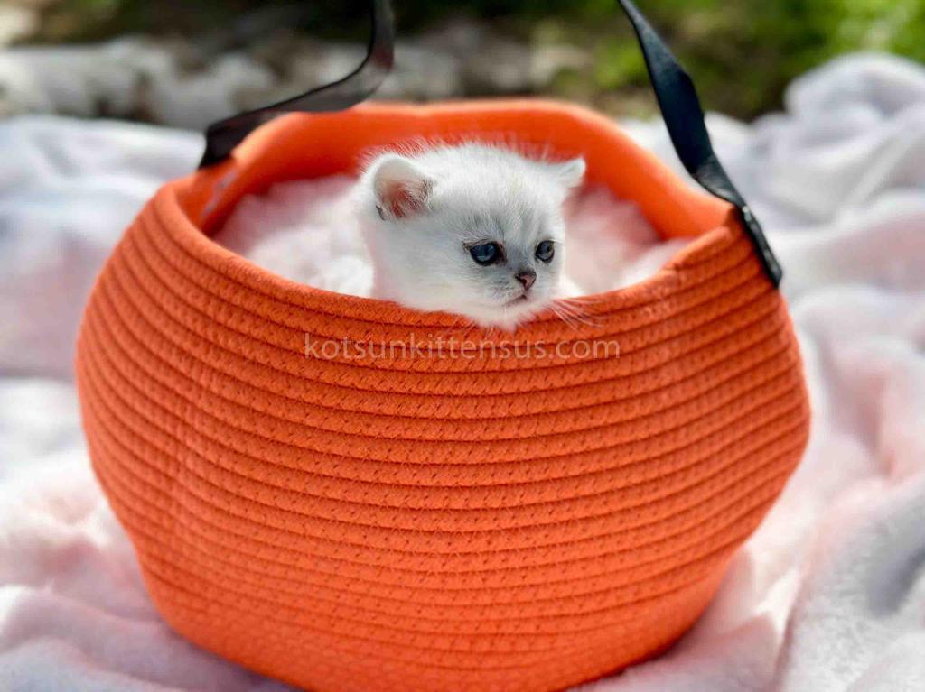 Boo Munchkin Silver Shaded Baby Boy With Short Leg photo 23