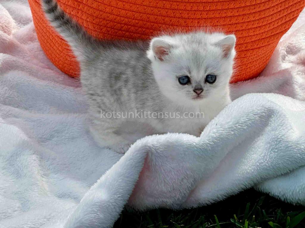 Boo Munchkin Silver Shaded Baby Boy With Short Leg photo 16