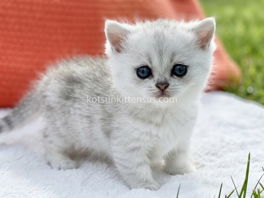 Boo Munchkin Silver Shaded Baby Boy With Short Leg photo 1