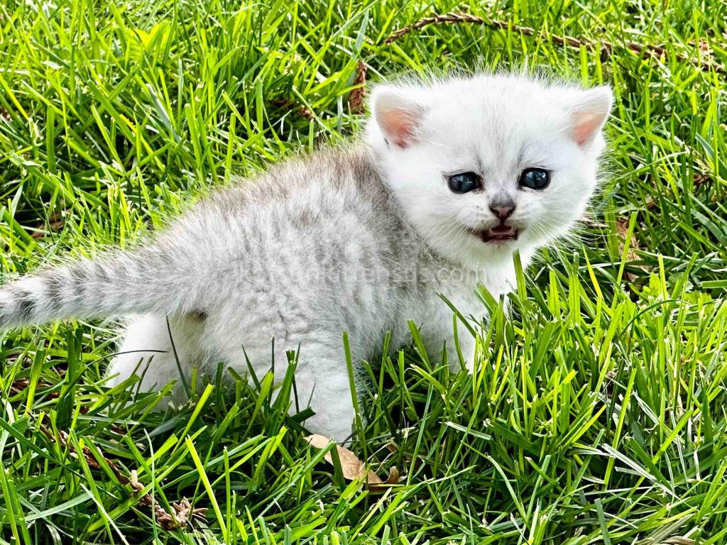 Boo Munchkin Silver Shaded Baby Boy With Short Leg photo 17