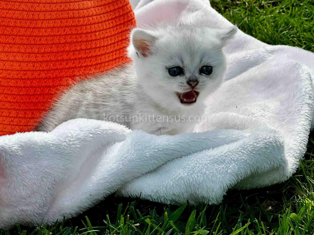 Boo Munchkin Silver Shaded Baby Boy With Short Leg photo 22