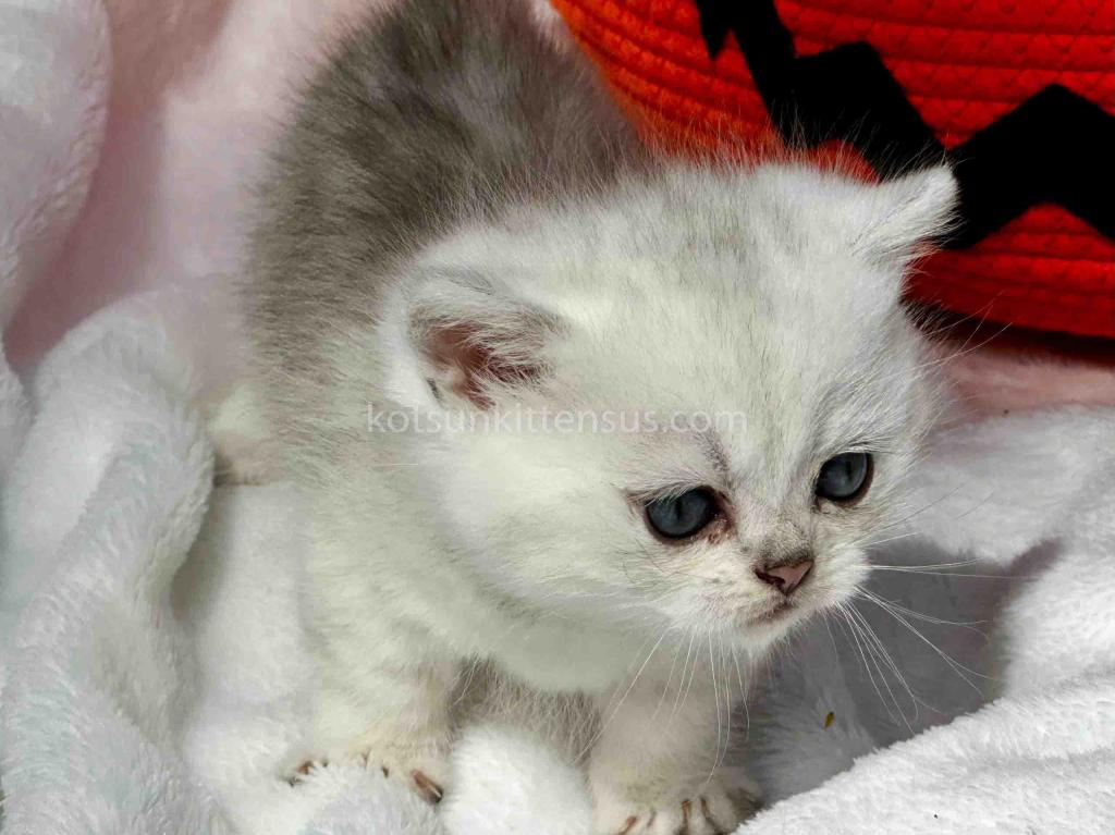 Boo Munchkin Silver Shaded Baby Boy With Short Leg photo 14