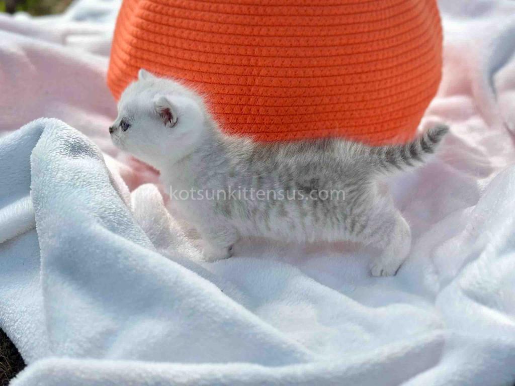 Boo Munchkin Silver Shaded Baby Boy With Short Leg photo 9